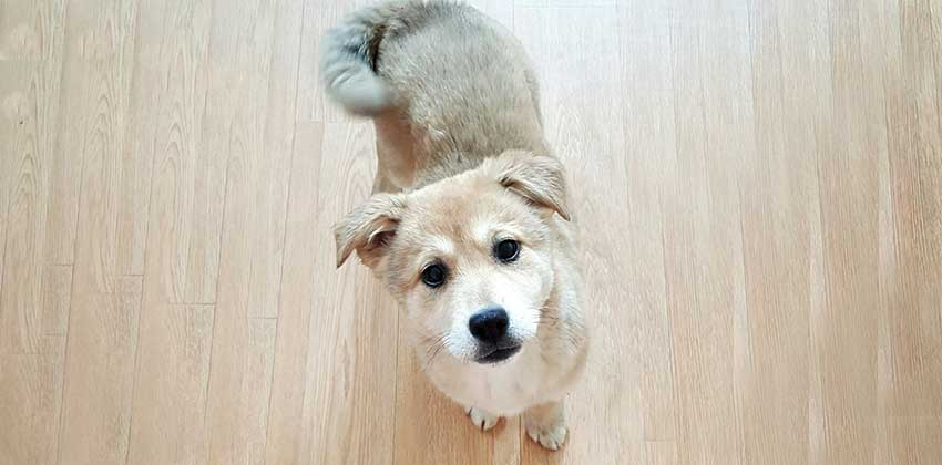Pa is a Small Female Jindo Mix Korean rescue dog