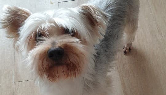 Daetti is a Small Male Yorkshire Terrier Korean rescue dog