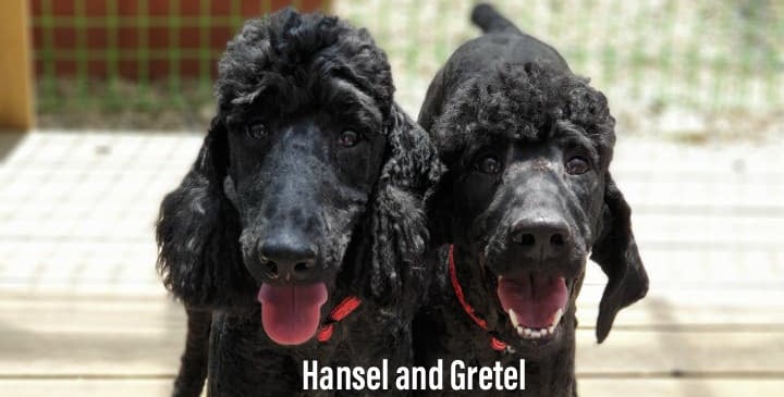 Gretel is a Medium Female Standard Poodle Korean rescue dog