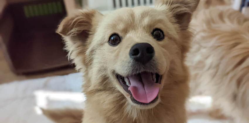 Benny is a Small Male Mixed Korean rescue dog