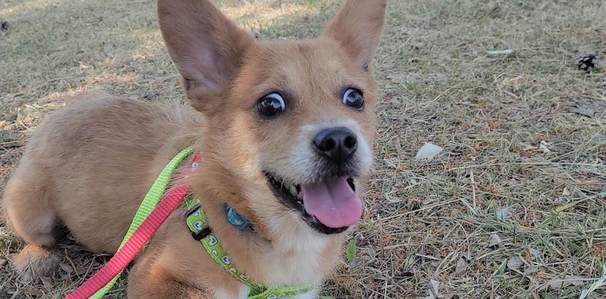 Yooni is a Small Female Welsh corgi mix Korean rescue dog