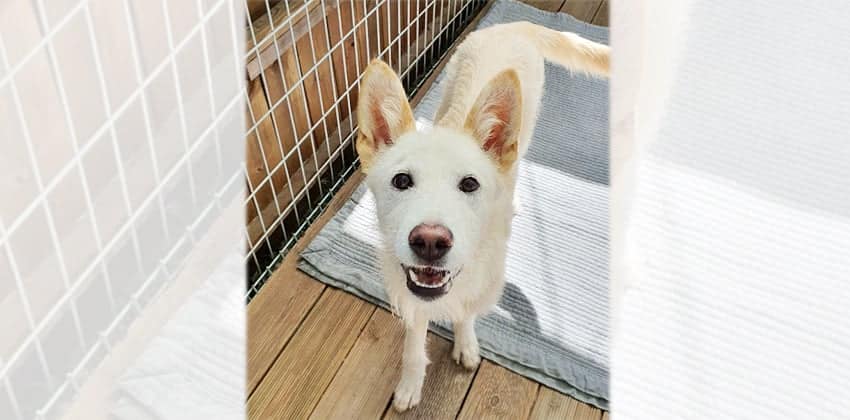 Pado is a Medium Female Jindo mix Korean rescue dog