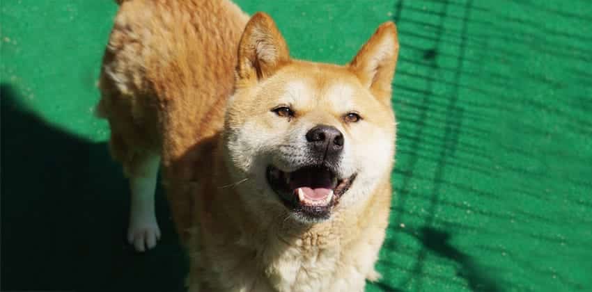Pakie is a Small Male Shiba Inu mix Korean rescue dog