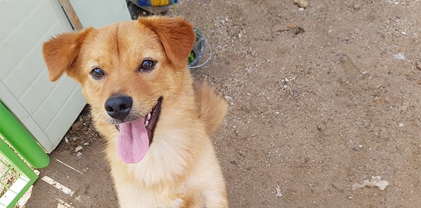 Paldong is a Medium Male Jindo mix Korean rescue dog