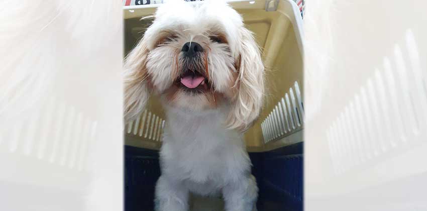 Papa is a Small Female Shihtzu mix Korean rescue dog