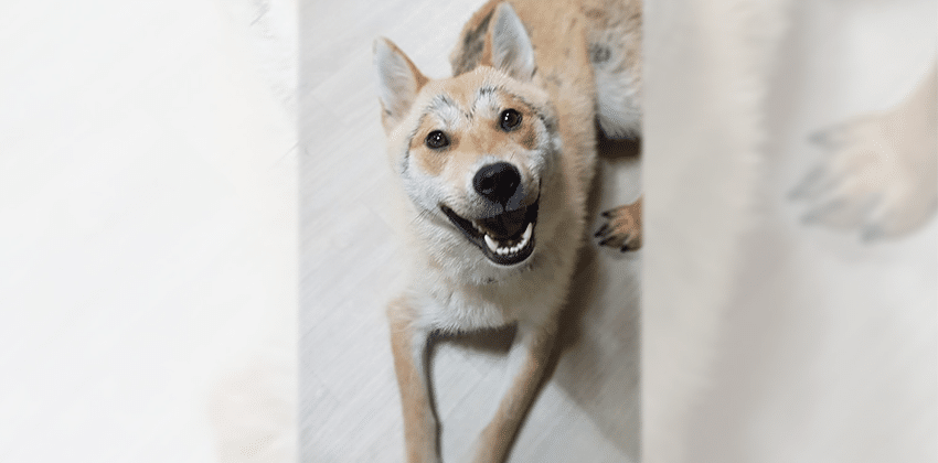 Papaya is a Medium Female Shiba Inu mix Korean rescue dog