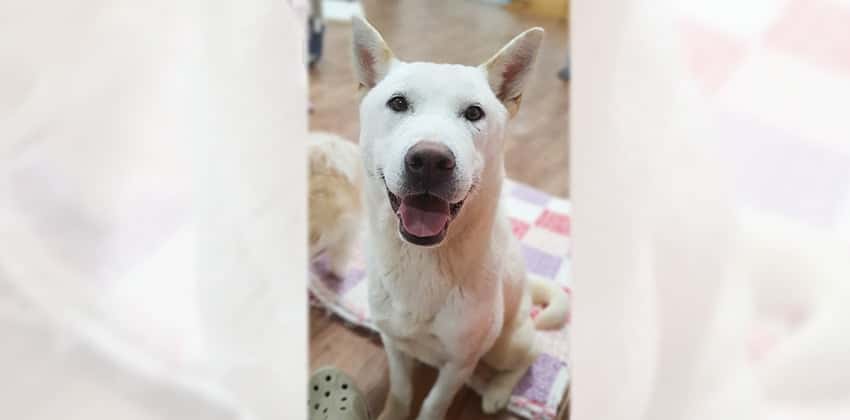 Papaya 2 is a Medium Male Jindo mix Korean rescue dog