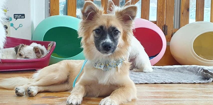 Parah is a Small Female Mixed Korean rescue dog