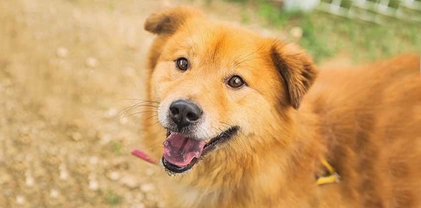 Paroh is a Medium Male Jindo mix Korean rescue dog