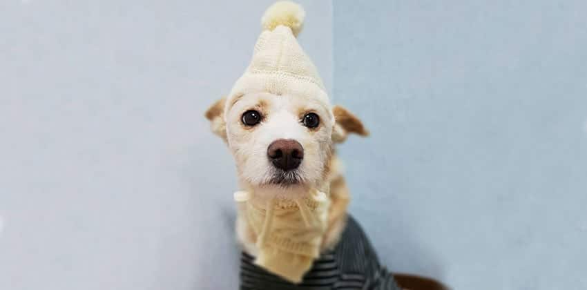 Paula is a Small Female Terrier mix Korean rescue dog