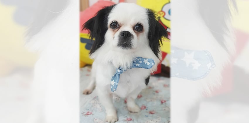 Penelope is a Small Female Japanese chin Korean rescue dog