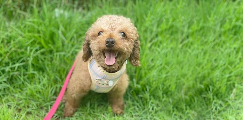 Pepe is a Small Male Poodle Korean rescue dog