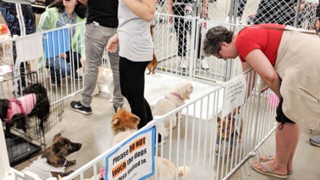 Petsmart Adoption Event 43