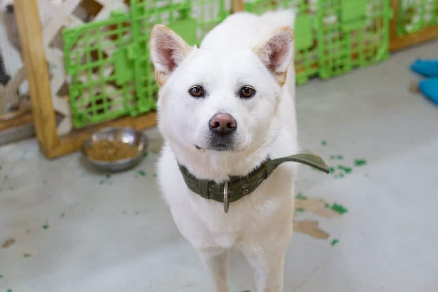Ppooing is a Large Female Jindo Korean rescue dog