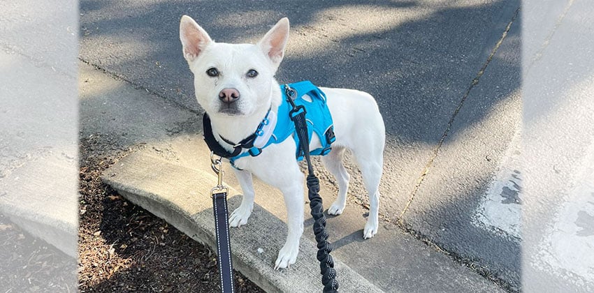 Phosa is a Medium Female Jindo mix Korean rescue dog