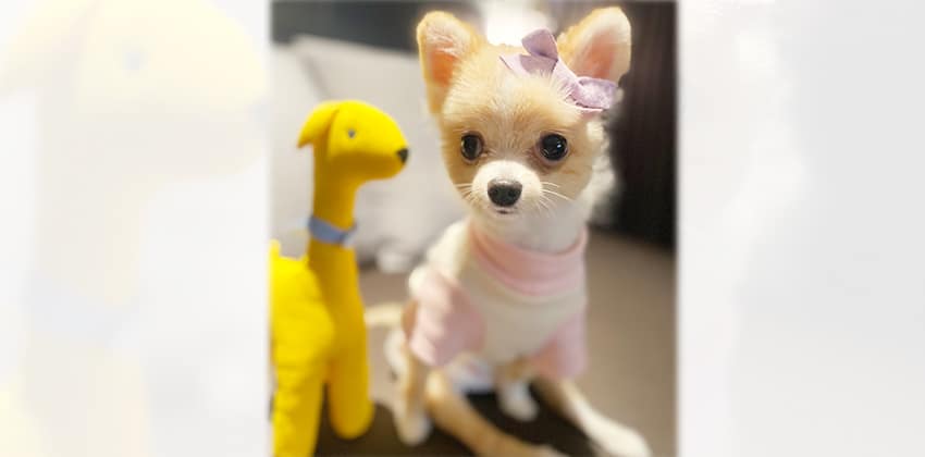 Pickle is a Small Female Pomeranian Korean rescue dog