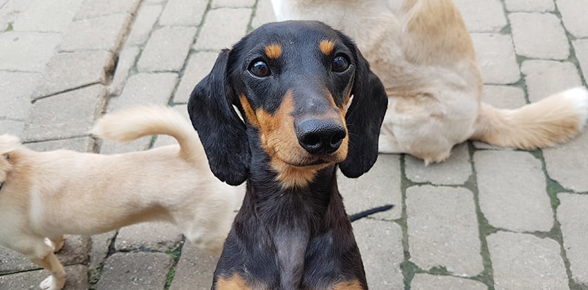 Pingping is a Small Female Dachshund Korean rescue dog