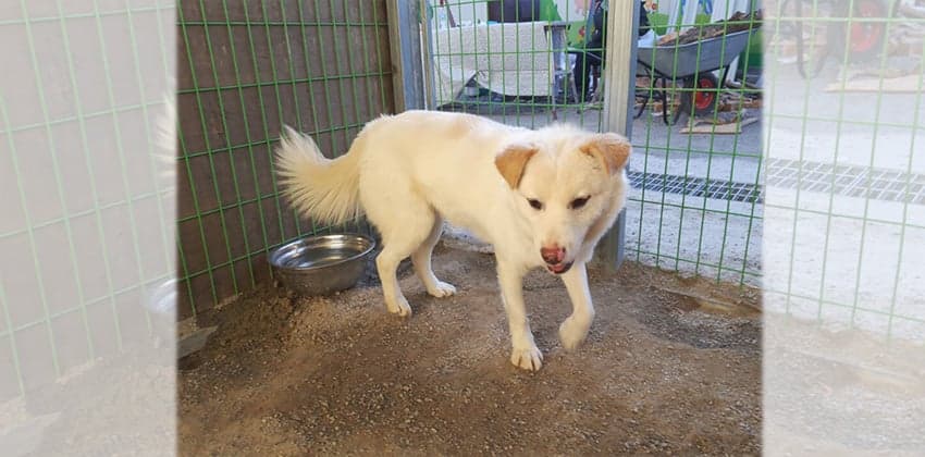 Pinko is a Medium Male Jindo Mix Korean rescue dog