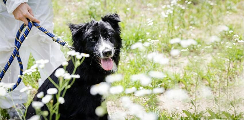 Po is a Medium Male Border collie mix Korean rescue dog