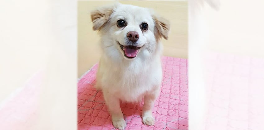 Pobee is a Small Male Spitz mix Korean rescue dog