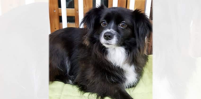 Podoh is a Small Female Pomeranian mix Korean rescue dog