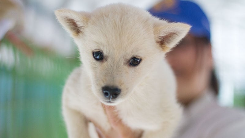 Polar Bear is a Small Male Jindo Mix Korean rescue dog