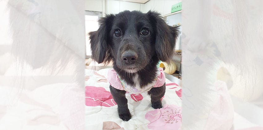 Polie is a Small Female Cocker spaniel mix Korean rescue dog
