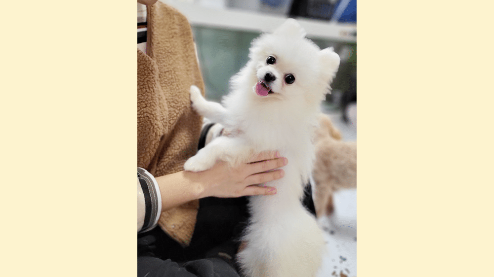 Popi
