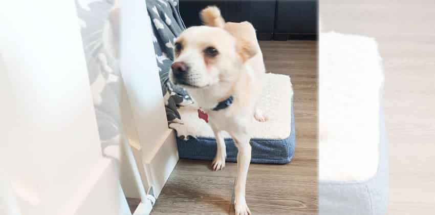 Popo is a Small Female Terrier mix Korean rescue dog