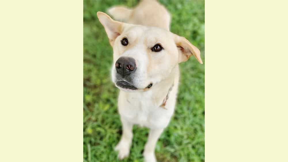 Potato is a Medium Male Jindo mix Korean rescue dog