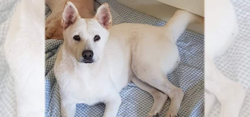 Pretty is a Large Female Jindo Korean rescue dog