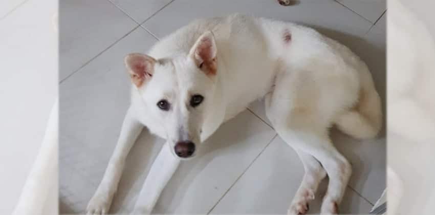 Prince is a Large Male Jindo Korean rescue dog