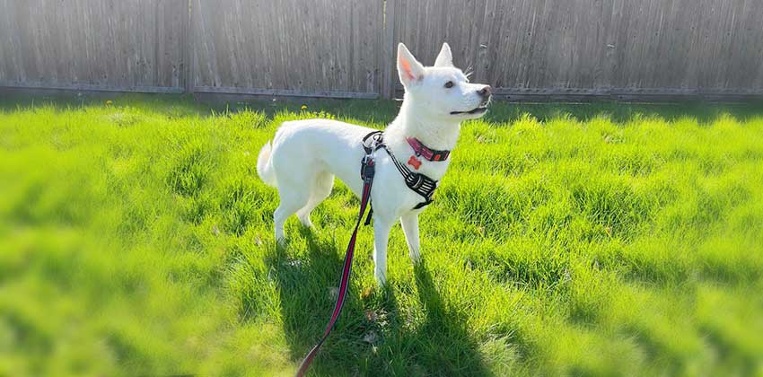 Princess 3 is a Small Female Jindo mix Korean rescue dog