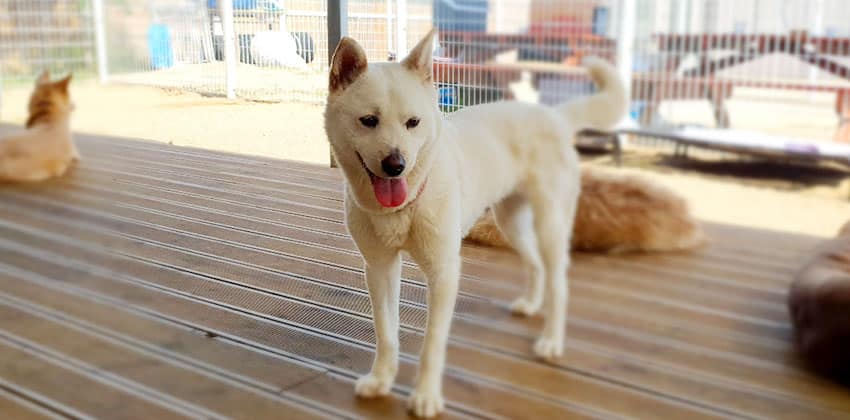 Princess is a Medium Female Jindo mix Korean rescue dog