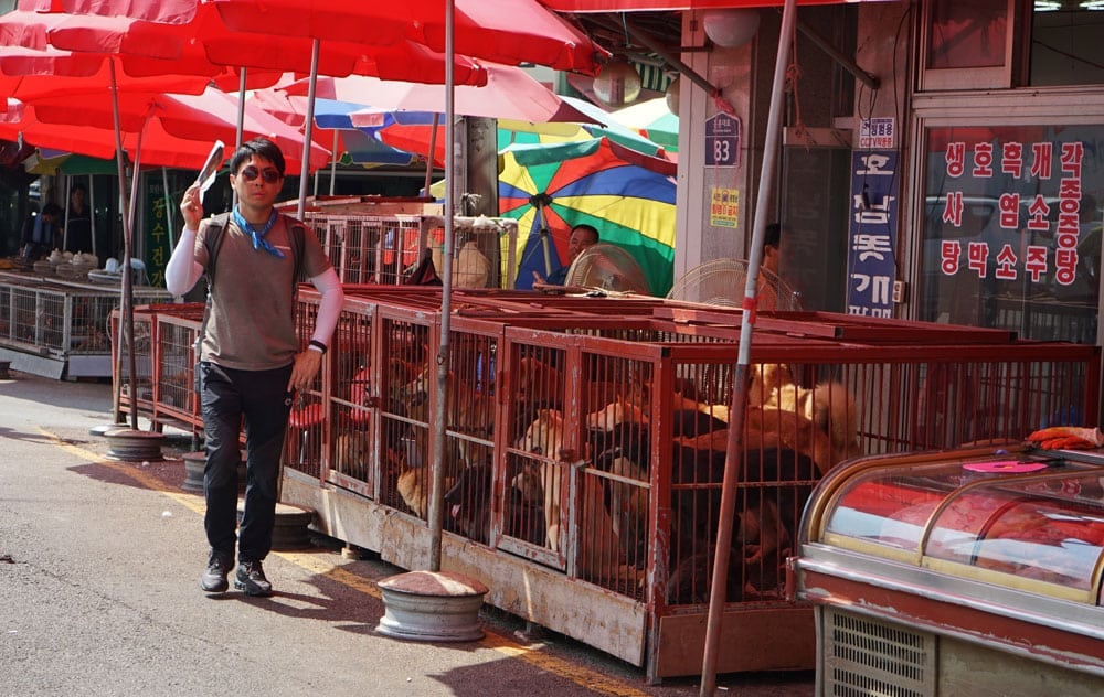 Protest at Moran dog meat market in Korea.