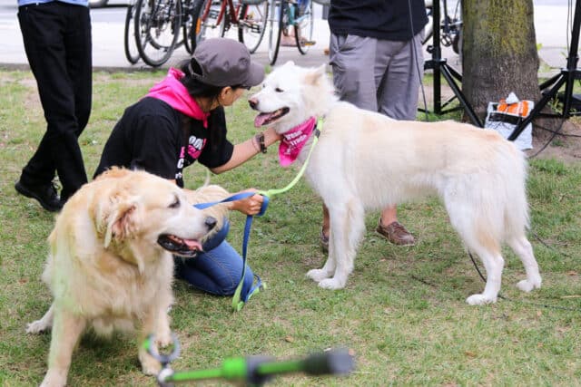 Protest against Korean dog meat trade-12