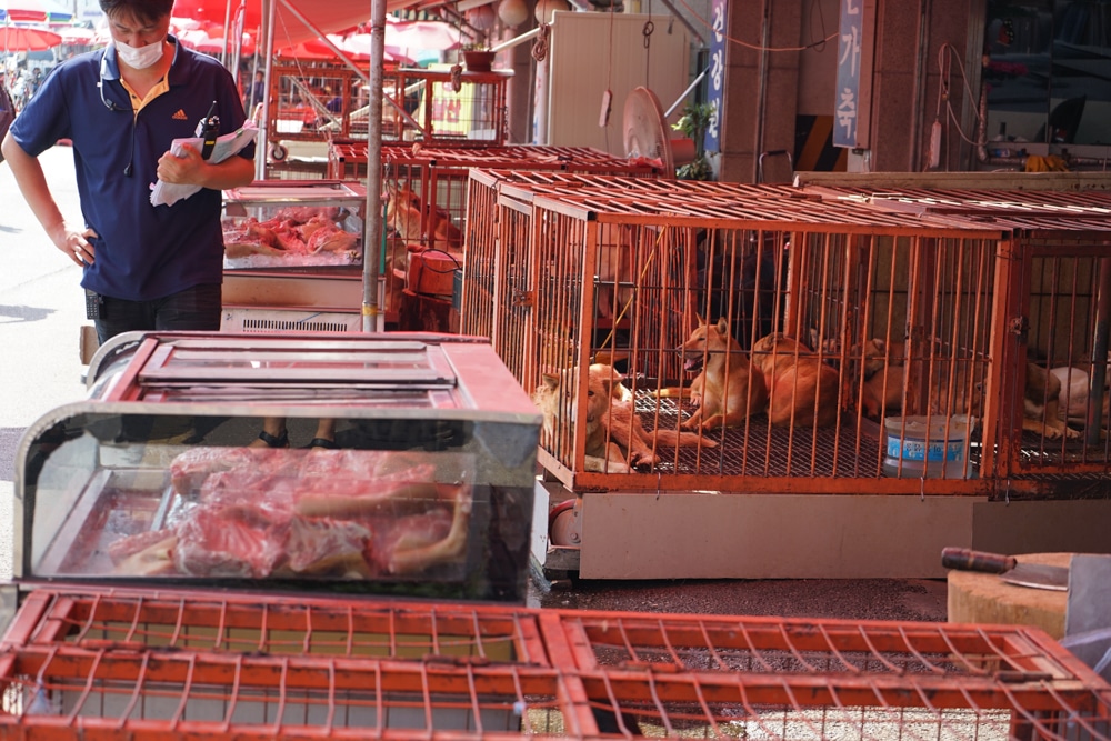 Moran dog meat market