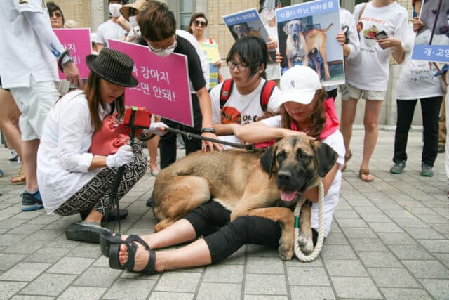 Protest In Korea 2016 1