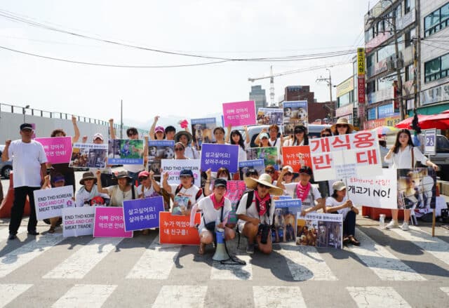 Protest in Korea 2016