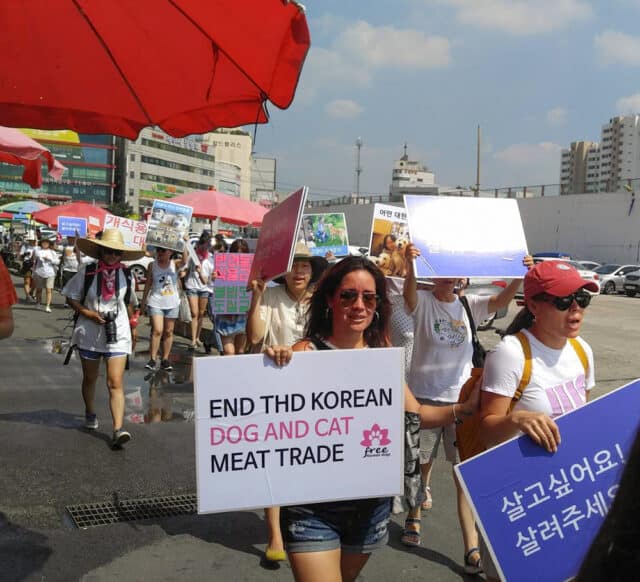 Protest In Korea 2016