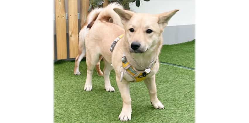 Pudding is a Medium Female Jindo mix Korean rescue dog