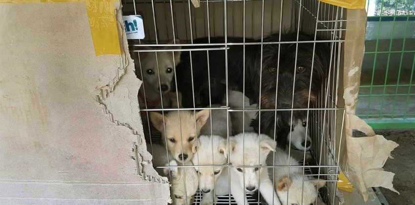 Puppies Rescued From Jeju Island