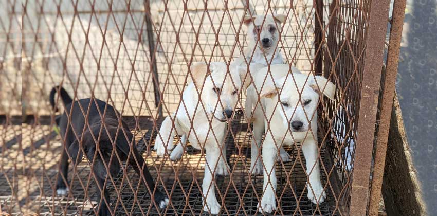 Puppies at a dog farm in Korea.