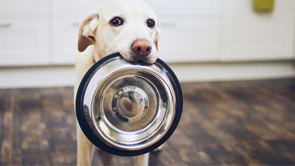 Quality Dog Food: FKD Helps with Short-Term Costs, Long Term Benefits