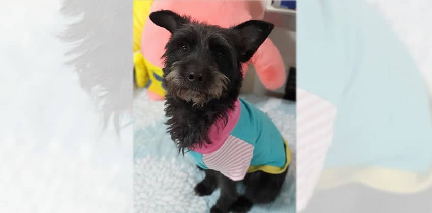 Rachel is a Small Female Terrier mix Korean rescue dog