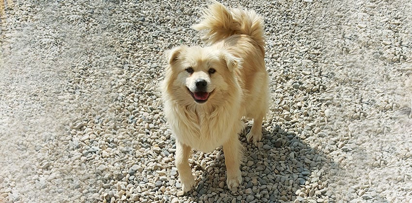 Beigi is a Medium Female Pyrenean shepherd mix Korean rescue dog