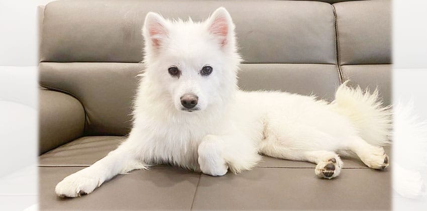 Ren is a Small Female Spitz Korean rescue dog