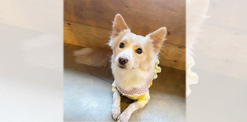 Renee is a Small Female Welsh corgi mix Korean rescue dog