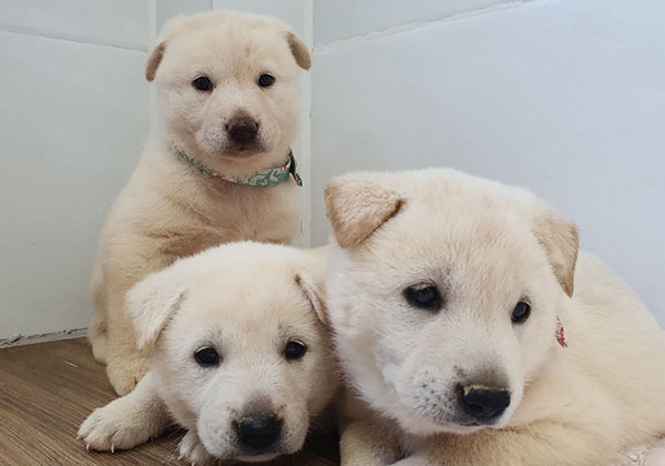Rescue puppies at a boarding house