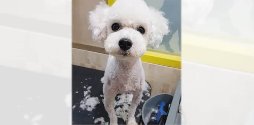 Rick is a Small Male Poodle Korean rescue dog